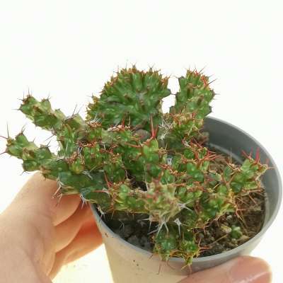 Euphorbia lenewtonii f. crestata