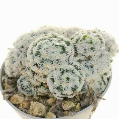Mammillaria duwei - Giromagi