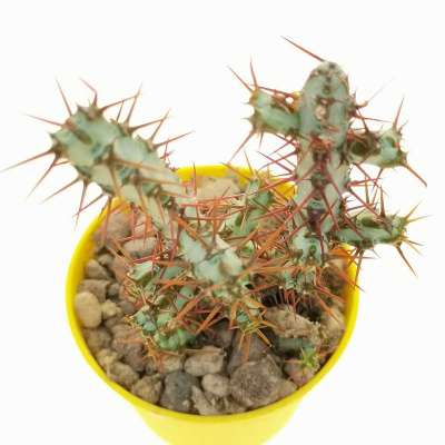 Euphorbia aeruginosa - Giromagi