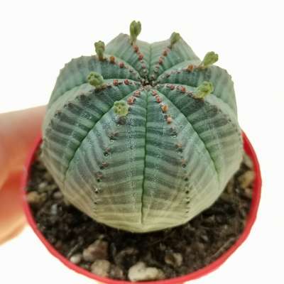 Euphorbia obesa subs. symmetrica