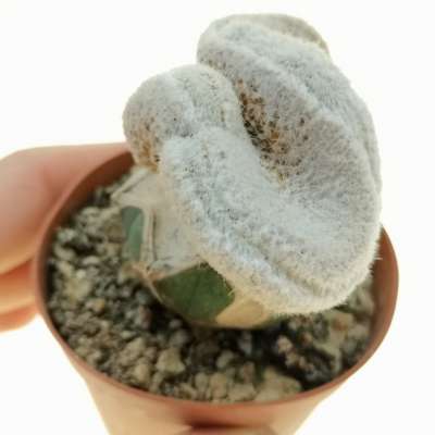 Lobivia albolanata f. crestata
