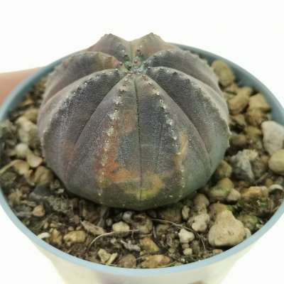 Euphorbia obesa (Rare form)