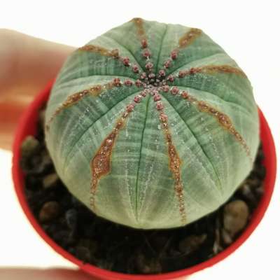 Euphorbia obesa (rare form)