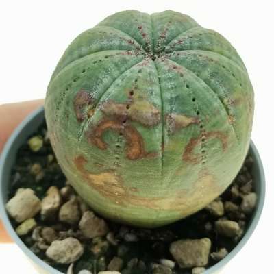 Euphorbia obesa (rare form)