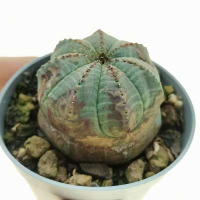 Euphorbia obesa cv. Rocky Mountain (Rare form)