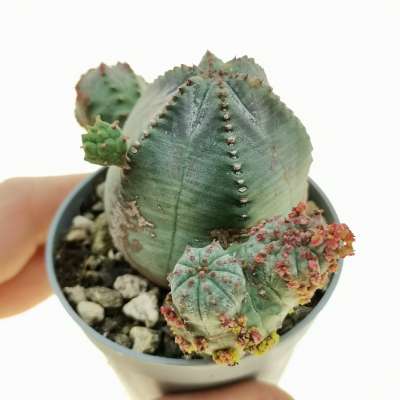 Euphorbia pseudoglobosa f. mostruosa - Giromagi