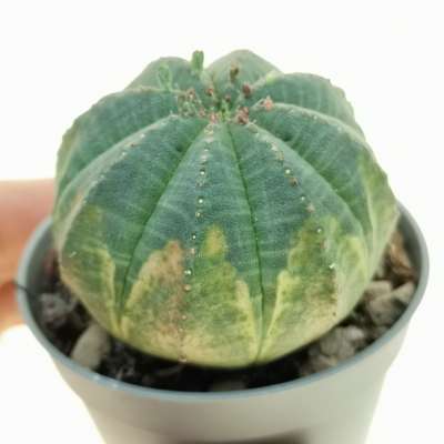 Euphorbia obesa f. variegata (Rare form)