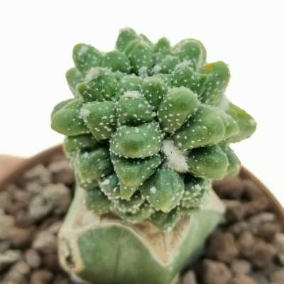 Astrophytum asterias hybrid cv. Kikko (CITES)