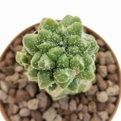 Astrophytum asterias hybrid cv. Kikko (CITES) - Giromagi