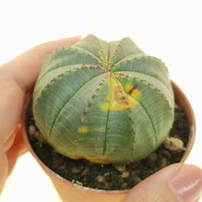 Euphorbia obesa f. variegata (Rare form)