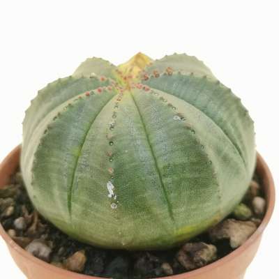 Euphorbia obesa f. variegata (Rare form) - Giromagi