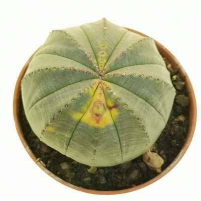 Euphorbia obesa f. variegata (Rare form) - Giromagi