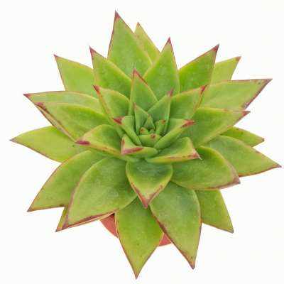 Pianta di Echeveria agavoides 'Lipstick'  in vaso design di vetro - Giromagi