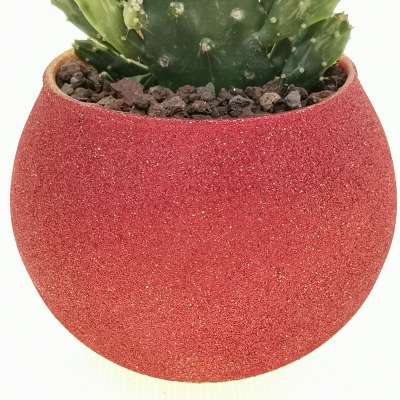 Pianta di Opuntia monacantha f. monstruosa variegata in vaso di vetro - Giromagi
