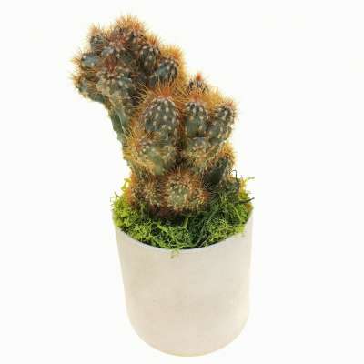 Pianta di Cereus peruvianus f. mostruosa in vaso di vetro - Giromagi