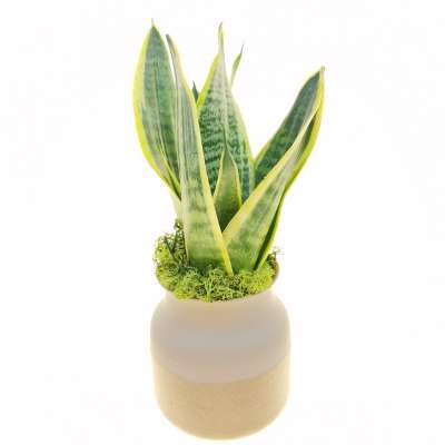 Pianta di Sansevieria trifasciata in vaso design di vetro - Giromagi