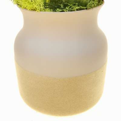 Pianta di Sansevieria trifasciata in vaso design di vetro - Giromagi