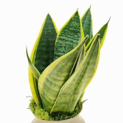 Pianta di Sansevieria trifasciata in vaso design di vetro - Giromagi