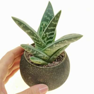 Pianta di Aloe variegata in vaso design di vetro - Giromagi