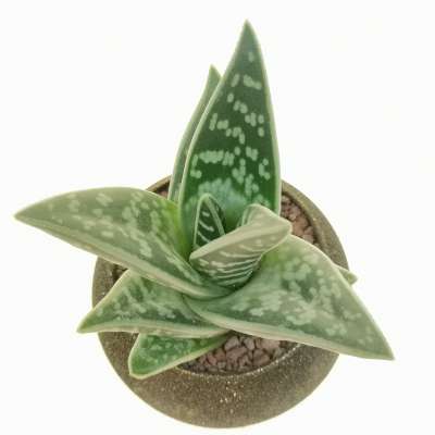 Pianta di Aloe variegata in vaso design di vetro - Giromagi