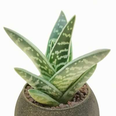 Pianta di Aloe variegata in vaso design di vetro - Giromagi
