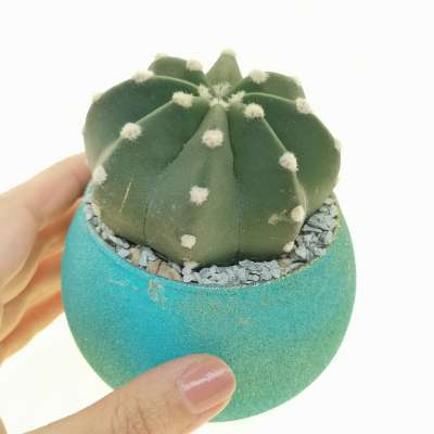 Pianta di Echinopsis subdenudata in vaso di vetro - Giromagi
