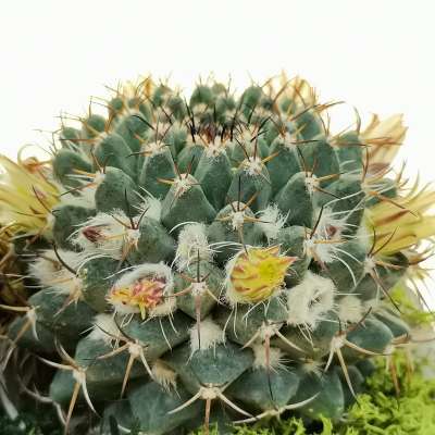 Pianta di Mammillaria karwinskiana in vaso design di ceramica - Giromagi