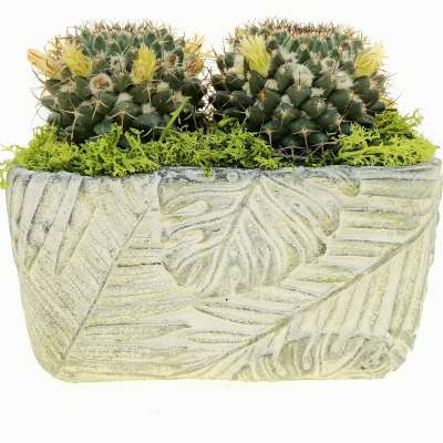 Pianta di Mammillaria karwinskiana in vaso design di ceramica - Giromagi