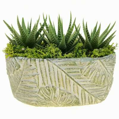 Pianta di Haworthia attenuata in vaso design di ceramica - Giromagi