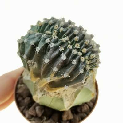Echinopsis eyriesii (Purple Skin) f. crestata