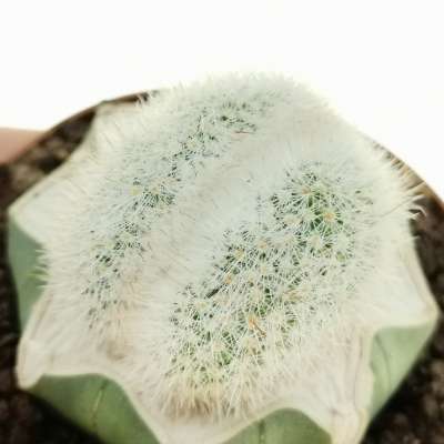 Notocactus scopa  f. crestata