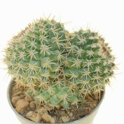 Mammillaria carnea f. prolifera - Giromagi