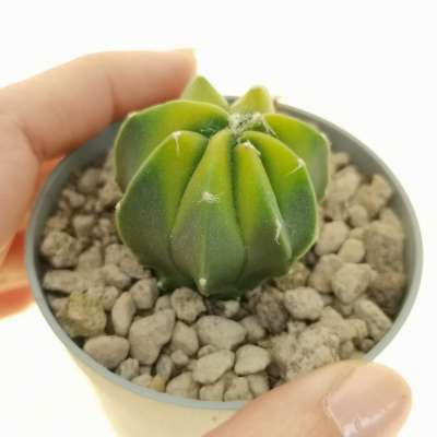 Astrophytum asterias hybrid var. nudum f. variegata (CITES)