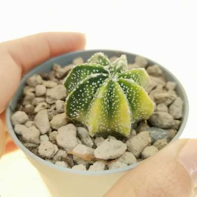 Astrophytum asterias hybrid f. variegata (CITES)