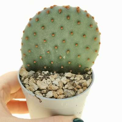Opuntia microdasys subs. rufida cv. Indigo