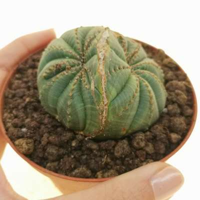 Euphorbia obesa f. dicotomica (Rare form)
