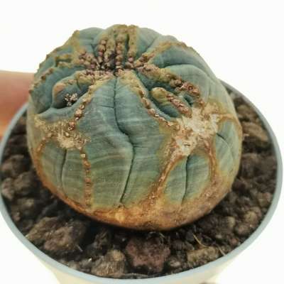 Euphorbia obesa cv. Rocky Mountain f. crestata (Rare form)