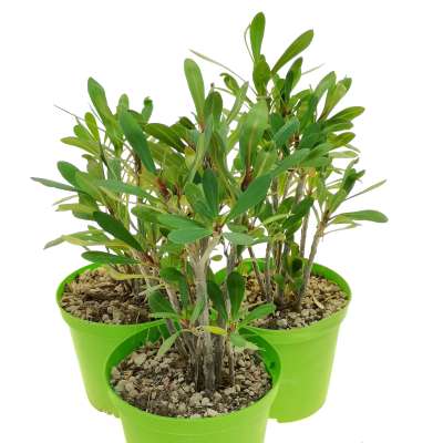 Euphorbia tardieuana - Giromagi