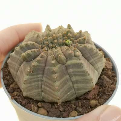 Euphorbia obesa f. crestata (Rare form)