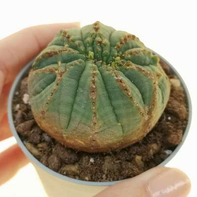Euphorbia obesa f. crestata (Rare form)