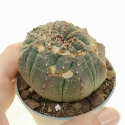 Euphorbia obesa cv. Rocky Mountain f. crestata (Rare form)