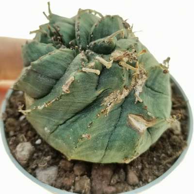 Euphorbia obesa cv. Rocky Mountain f. crestata (Rare form)