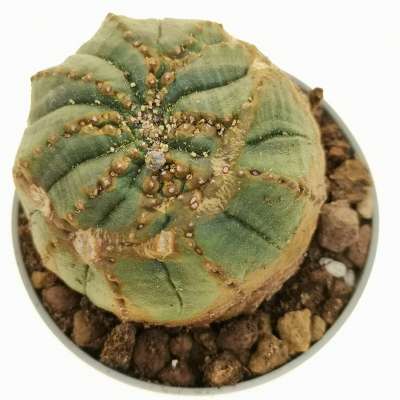 Euphorbia obesa cv. Rocky Mountain (Rare form) - Giromagi