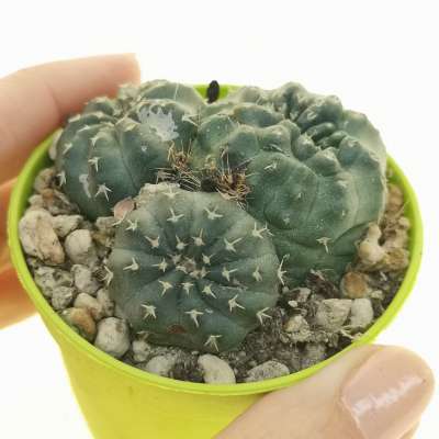 Echinocereus pulchellus f.crested | Giromagi cactus and succulents for ...