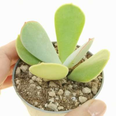 Cotyledon orbiculata 'Hakubi'