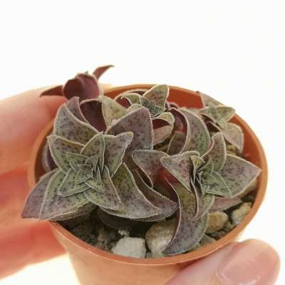 Crassula exilis subs. cooperi