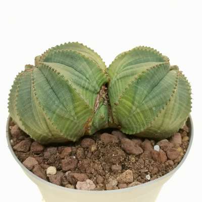 Euphorbia obesa f. dicotomica (Rare form) - Giromagi