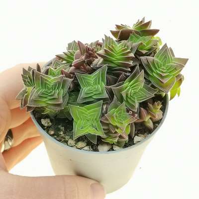 Crassula capitella subs. thyrsiflora