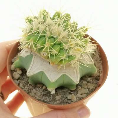 Echinocactus grusonii f. crestata - Giromagi