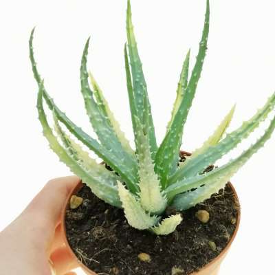 Aloe humilis f. variegata